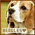 Beagles Fan