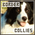 Border Collies Fan