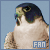 Peregrine Falcon Fan