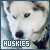Huskies Fan
