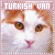 Turkish Van Fan